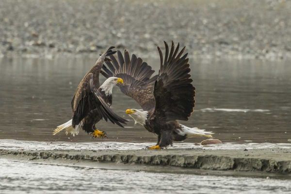 Alaska, Chilkat Preserve Bald eagles fighting